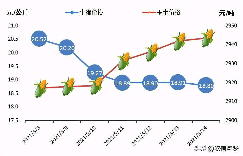 今日贵州猪价最新报价及分析