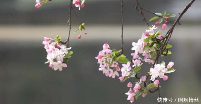 莫愁湖公园海棠花盛开——一场绚烂的春日盛宴